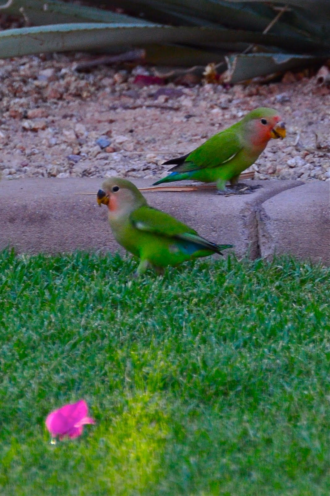 Scottsdale Daily Photo Two Lovebird Parrots