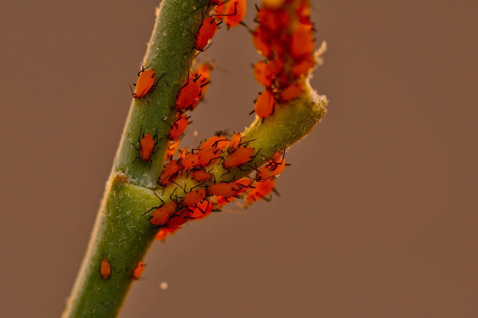 Scottsdale Daily Photo Photo Tiny Orangish Insects