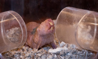 Pacific Science Center Life Sciences: Naked Mole-Rats Make 