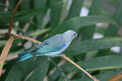 birds flying rainforest around exhibit lot were