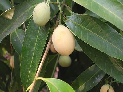 [Maprang_fruits_in_tree_3.JPG]