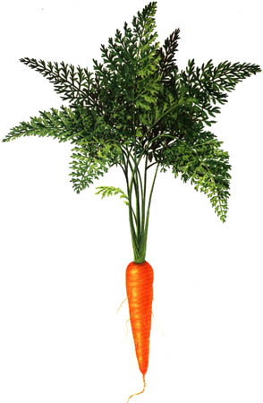 [img_cenoura_gde.jpg]