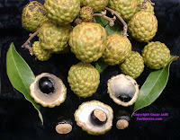 longan