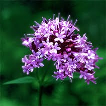valeriana officinalis L