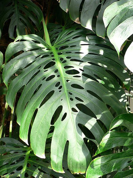 [Monstera.jpg]