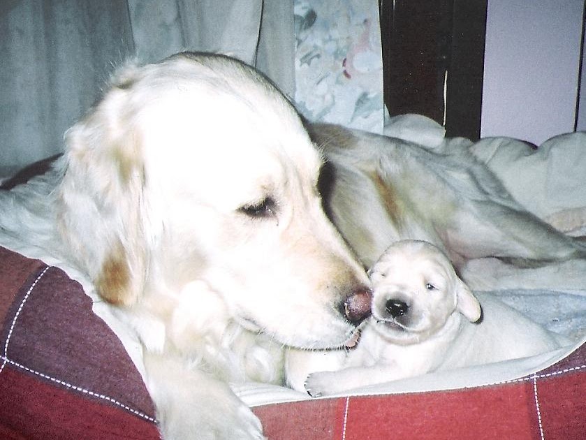 Pozitif Köpek Eğitimi Neşe Öztürk Köpeğimi Nereden