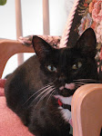 Lillie Mae's Our Lil' Darling