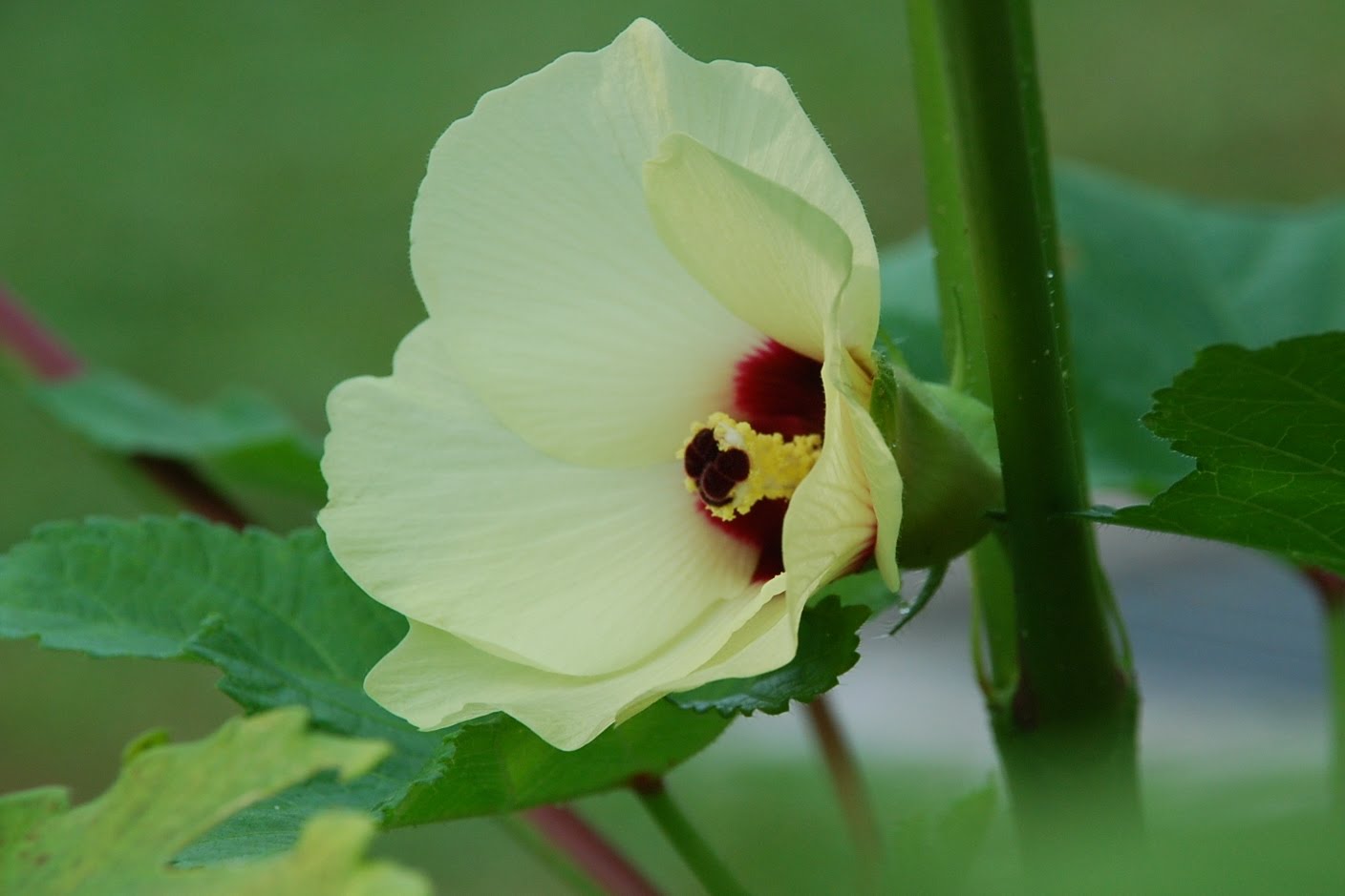 My little vegetable garden Lady's fingers first flower.