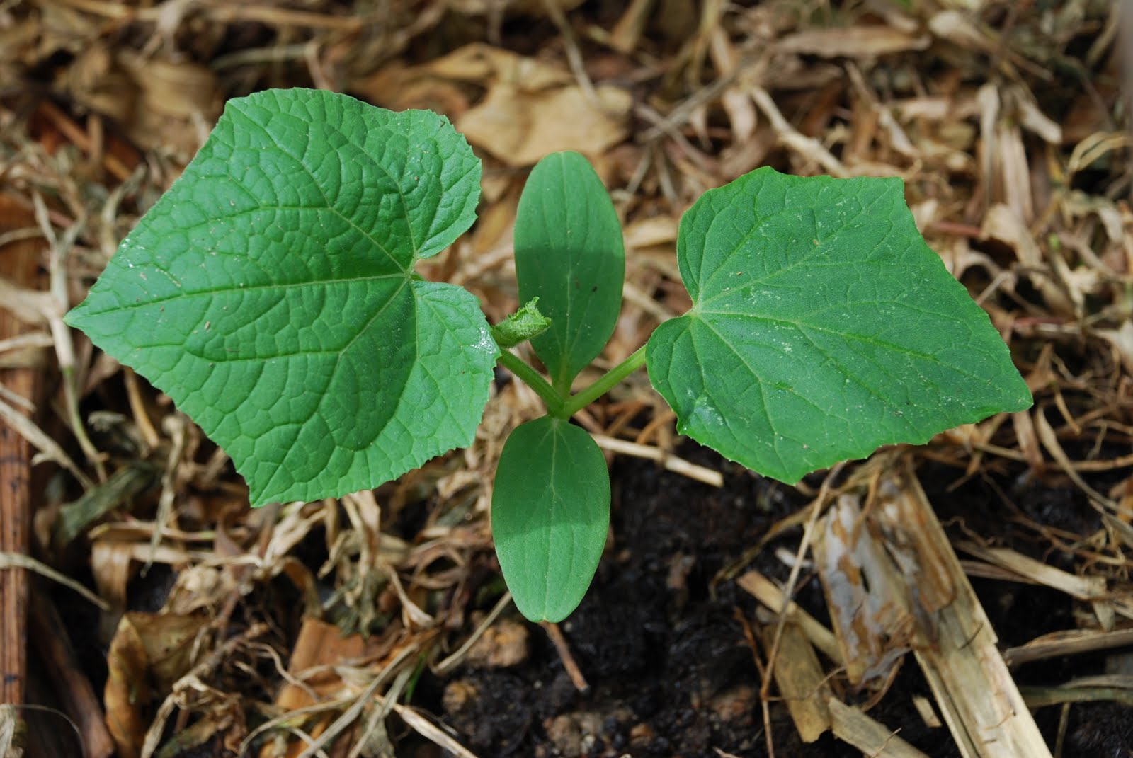 My little vegetable garden Cucumber; differentiating the leaves