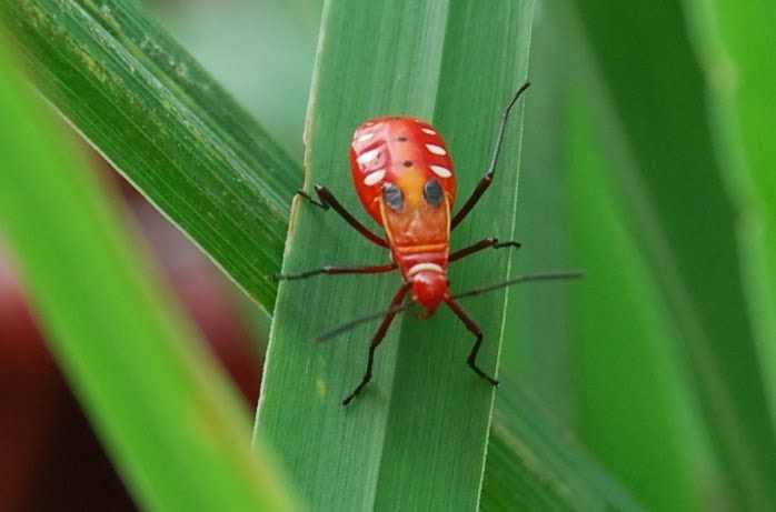 My little vegetable garden: A colony of red bugs in our garden