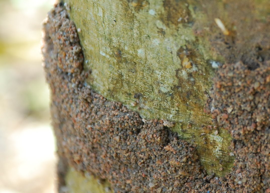 My little vegetable garden termites attacking papaya plant.