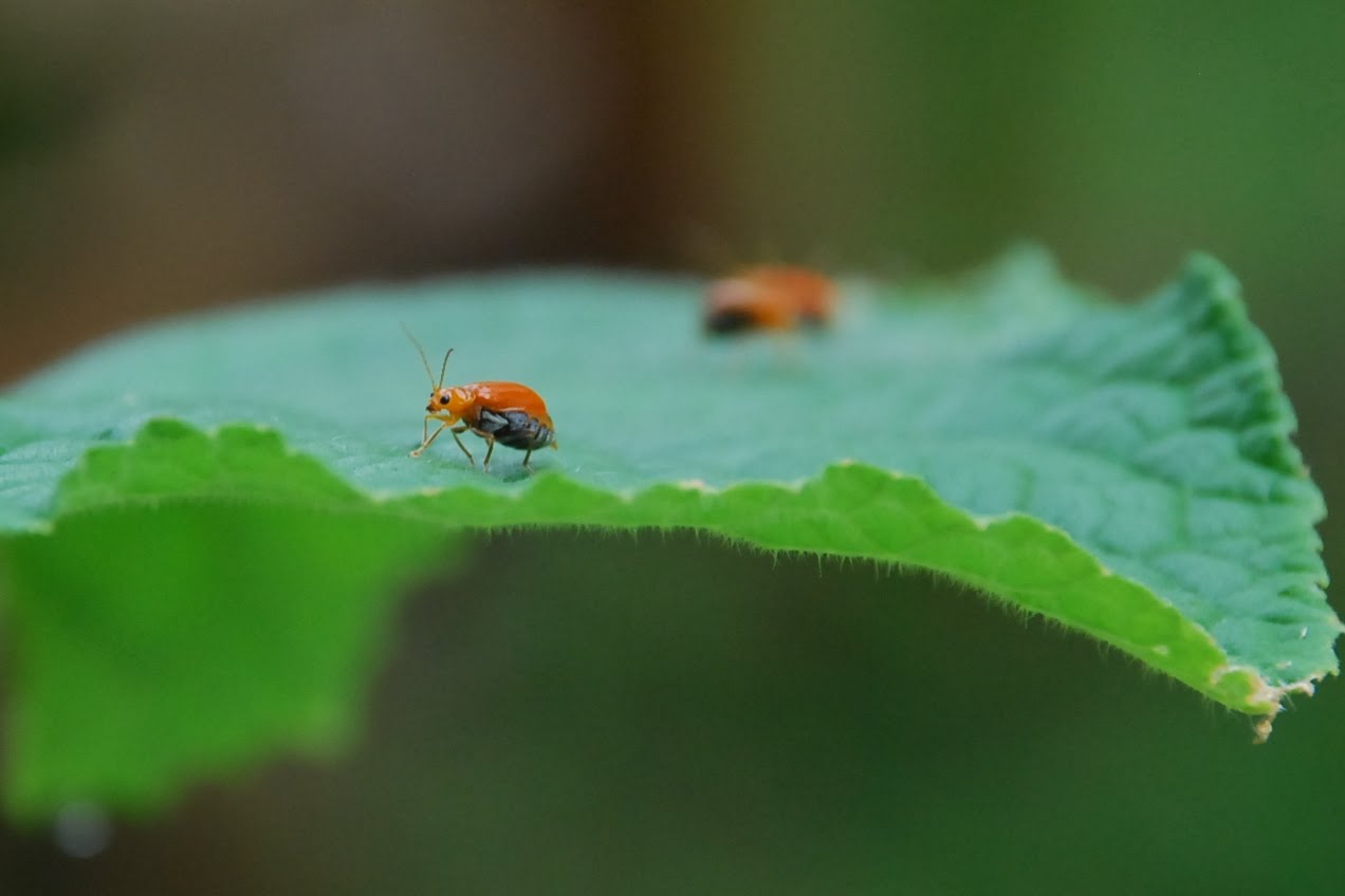 My little vegetable garden Taxation on cucumber.