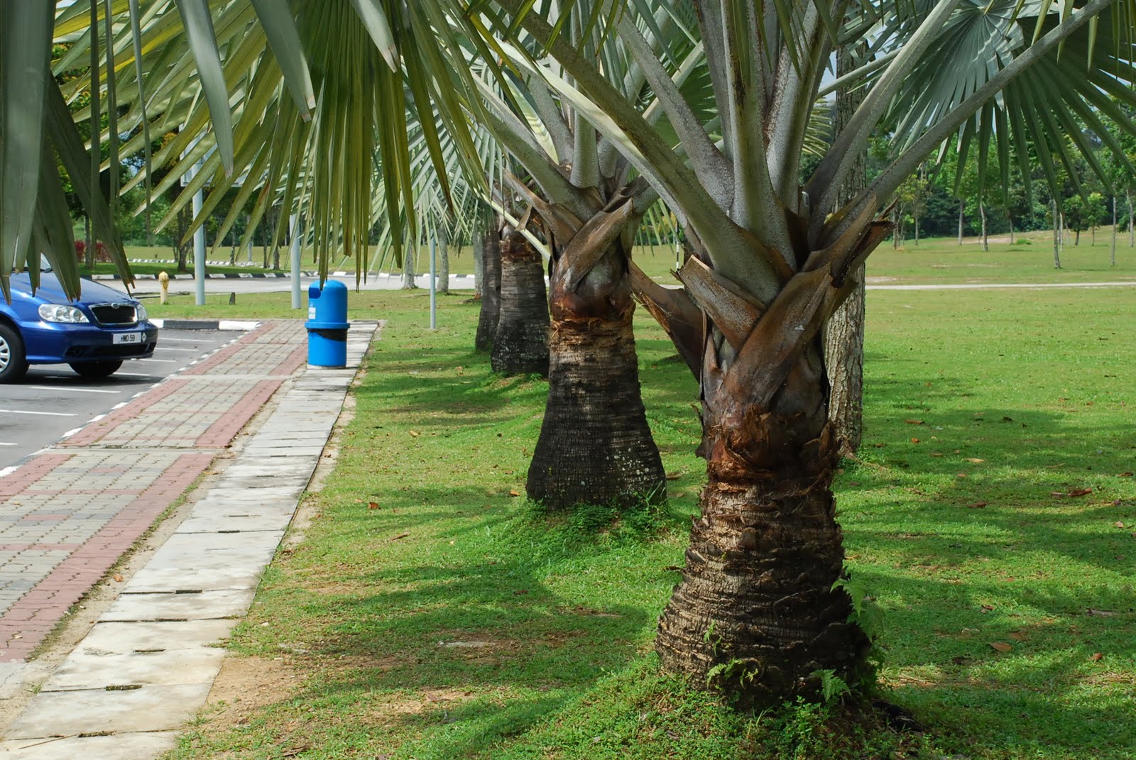 My little vegetable garden A brief stop at Sungai Buloh and Seremban R&R