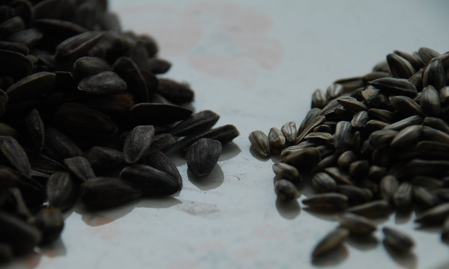 My little vegetable garden Sunflower, counting the seeds in thousands