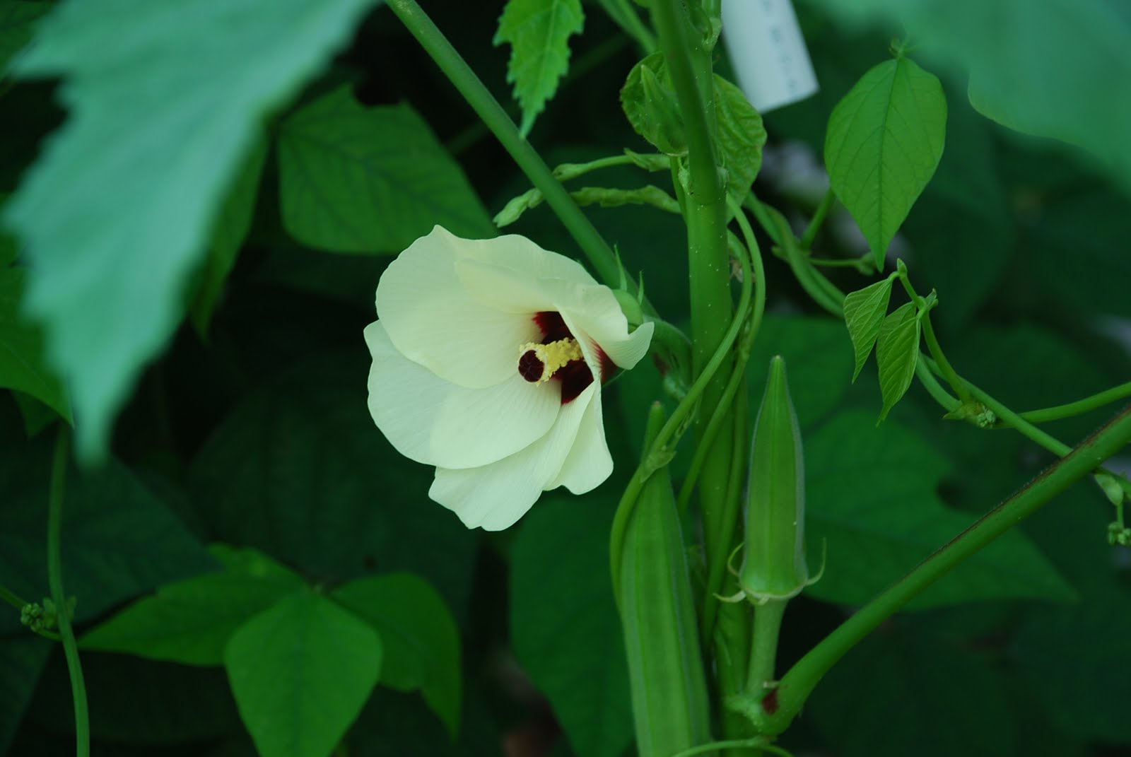 My little vegetable garden Okra get entwined as in the Legend of Three