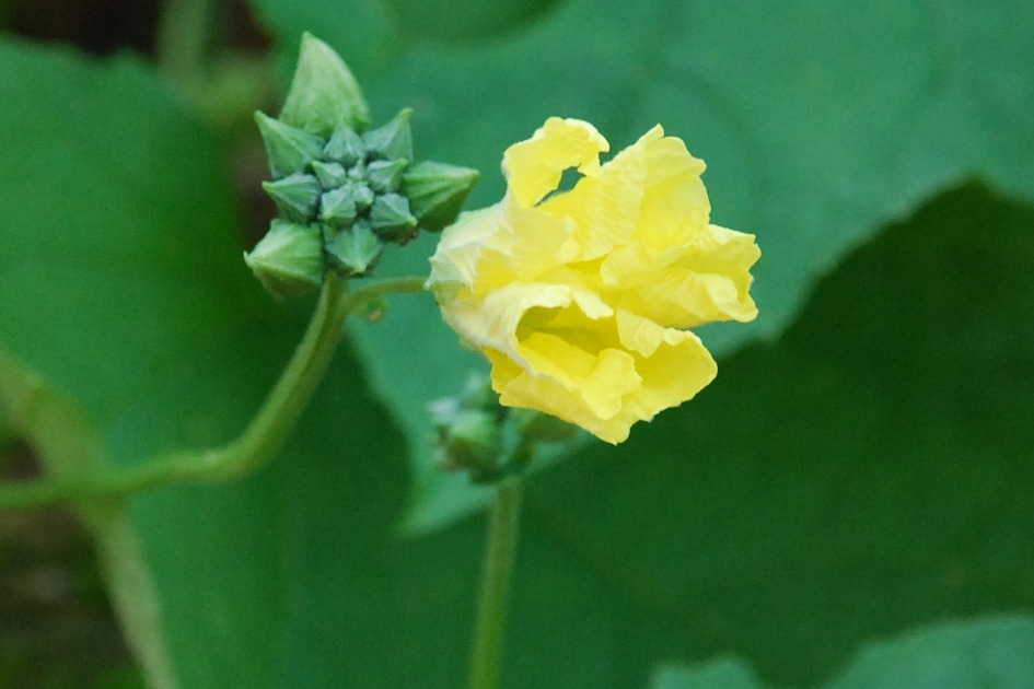 My little vegetable garden Six petola / luffa taking turns flowering