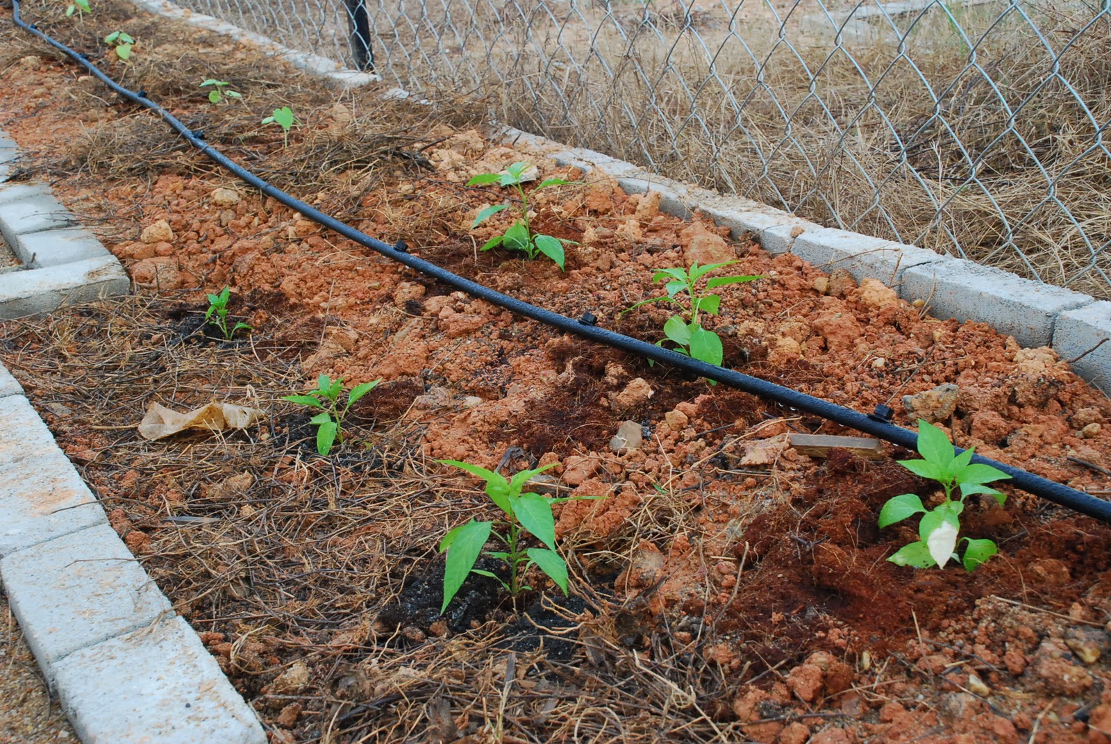 My little vegetable garden World garden blog carnival. Integrated