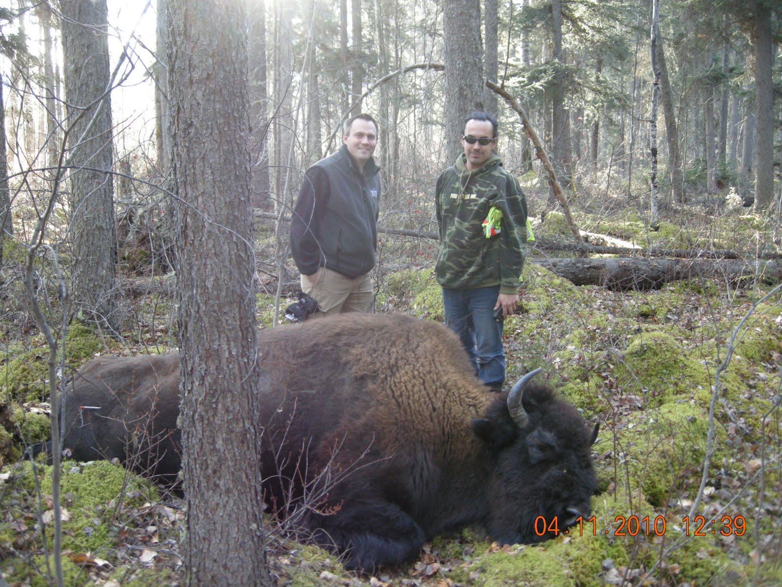 Fire and Ice: North Meets South: The elusive Wood bison