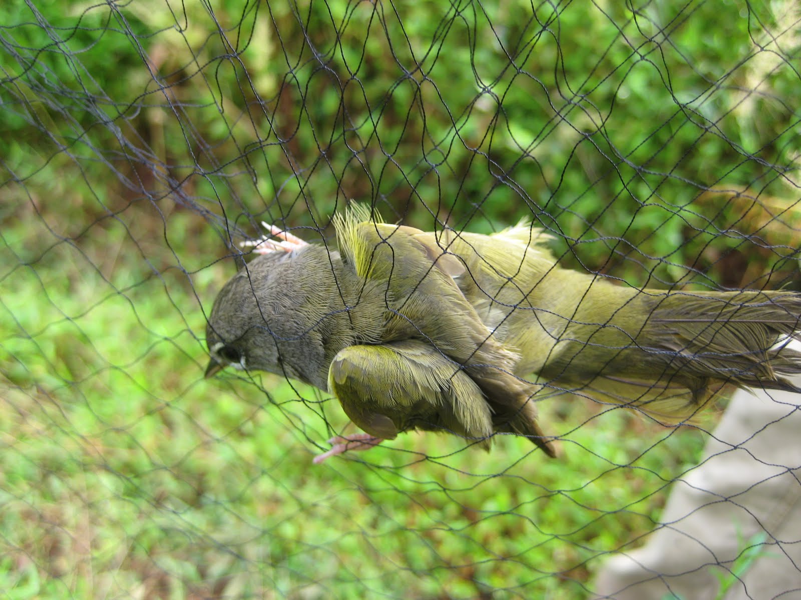 Ciara and Dylan's Travelogue: Something Bird Watchers Do Sometimes