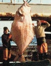 Halibut iceland Clearance