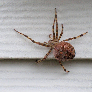 JeweledElegance: Help Needed With Oregon Spider Identification