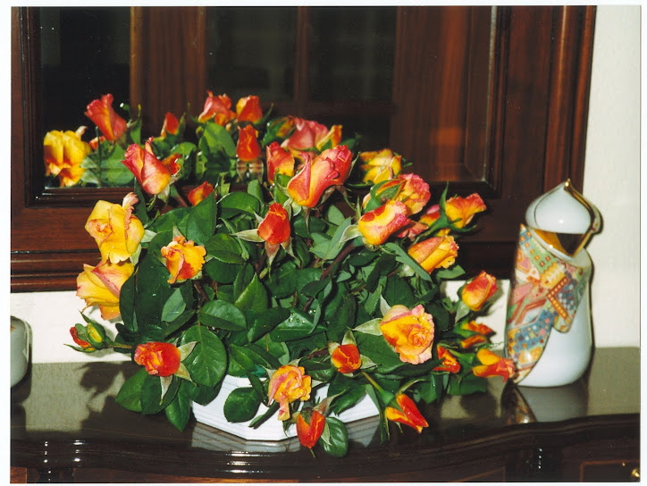 29 rosas em botão