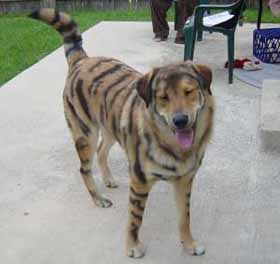 Dogs Wearing Costumes Cute Pictures Of Dogs In Costumes