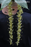Cycnoches Peruvianum