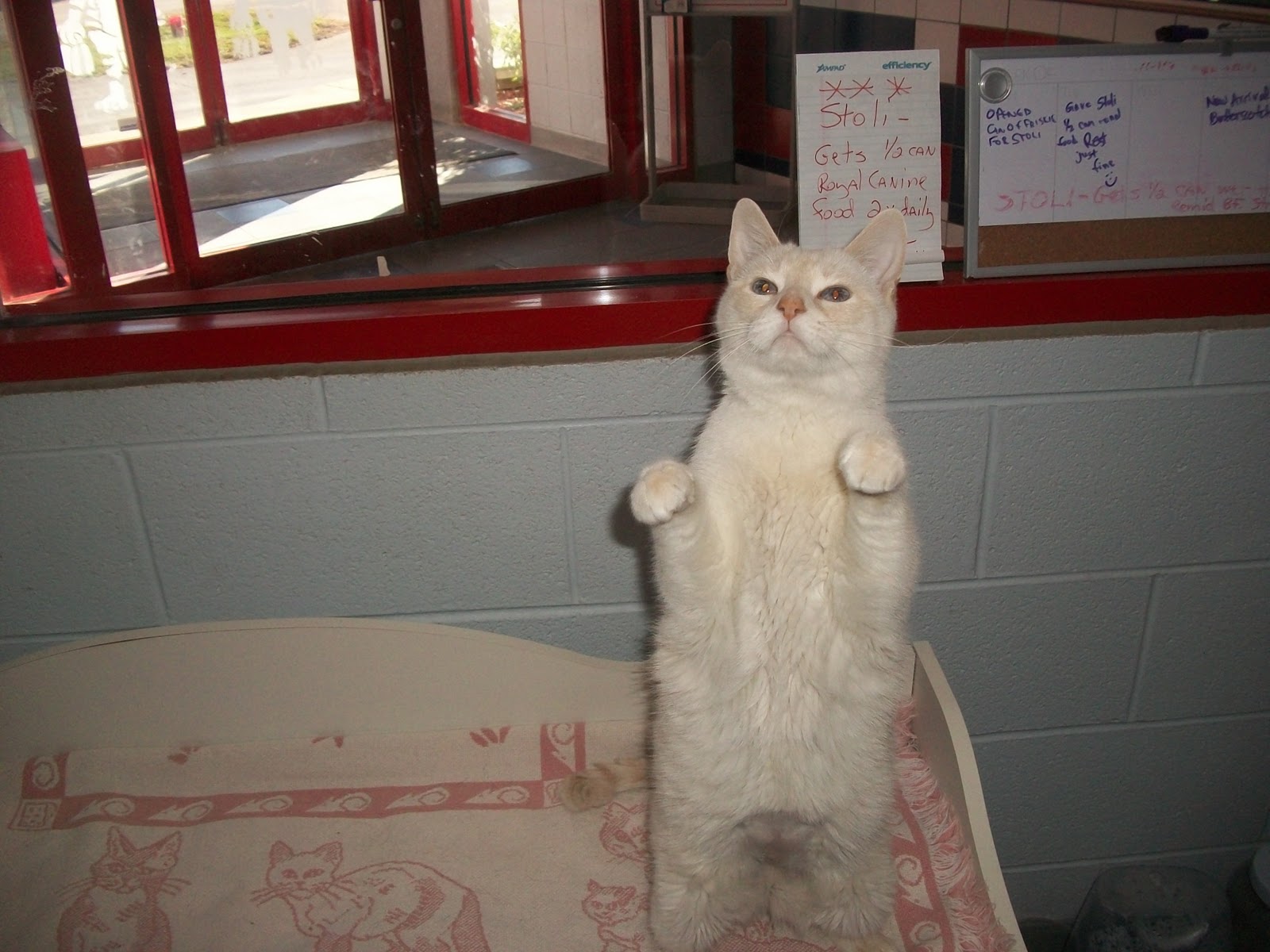 Best Friends Pet Care, Prairie View