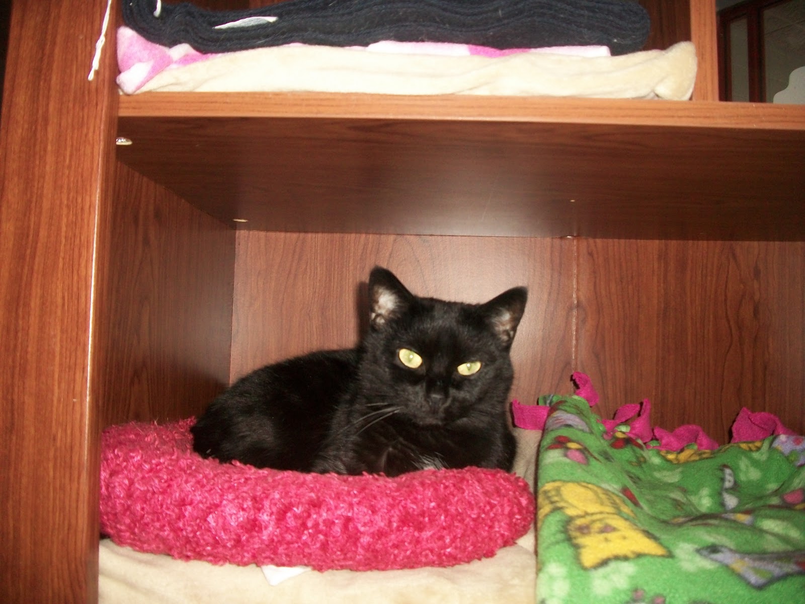 Best Friends Pet Care, Prairie View