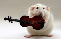 http://2.bp.blogspot.com/_NNYOEx4kv0I/TUm2SGuiE8I/AAAAAAAAAkc/fMEN_oO23Lg/s1600/talented-rats.jpg