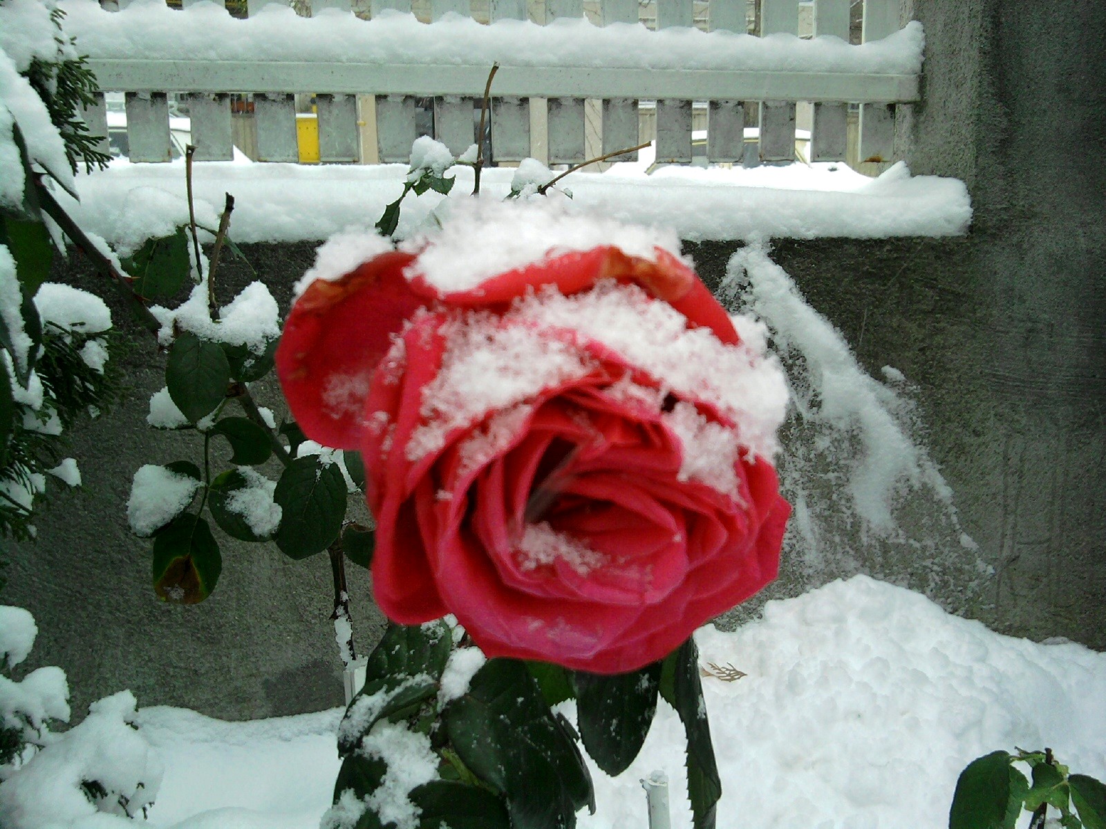 Richie S Day Trandafiri De Iarna