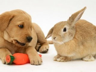 Puppies Bunnies on The Funny Puppy In This Picture Is Thinking  Back Off   Get Your Own