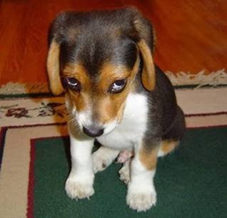 pup.jpg