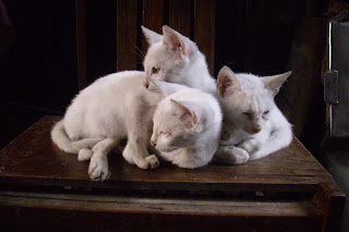 cute white kittens on a chair