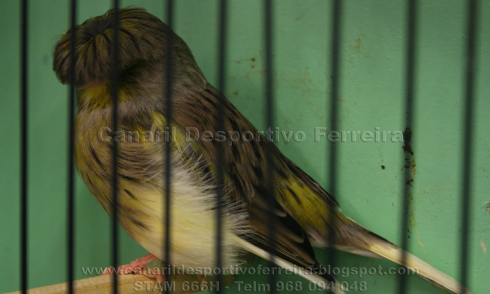 Gloster Fancy Canário Gloster Fancy