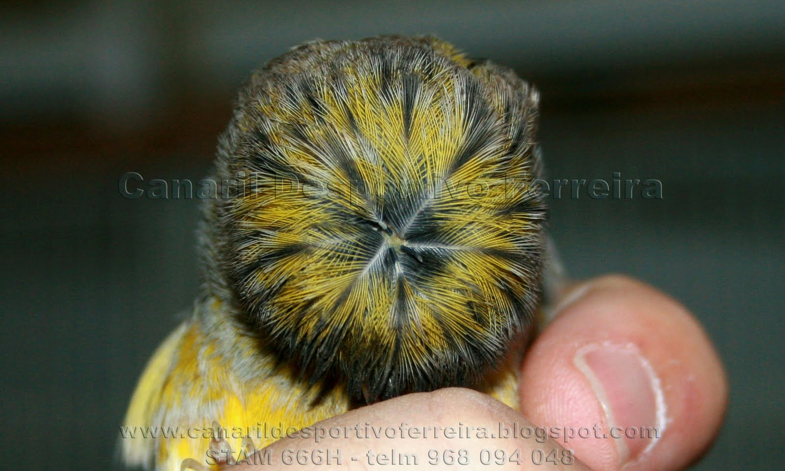 Gloster Fancy Canário Gloster Fancy