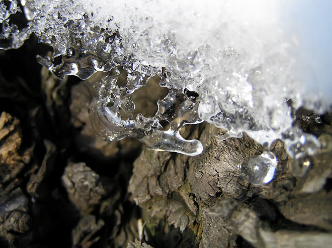 Ice melting on firewood