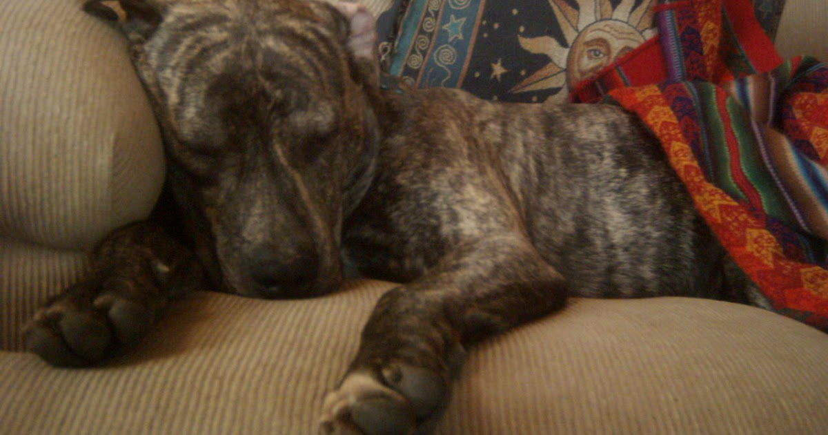 Lost Dogs Found Lars Presa Canario Pit Bull Mix
