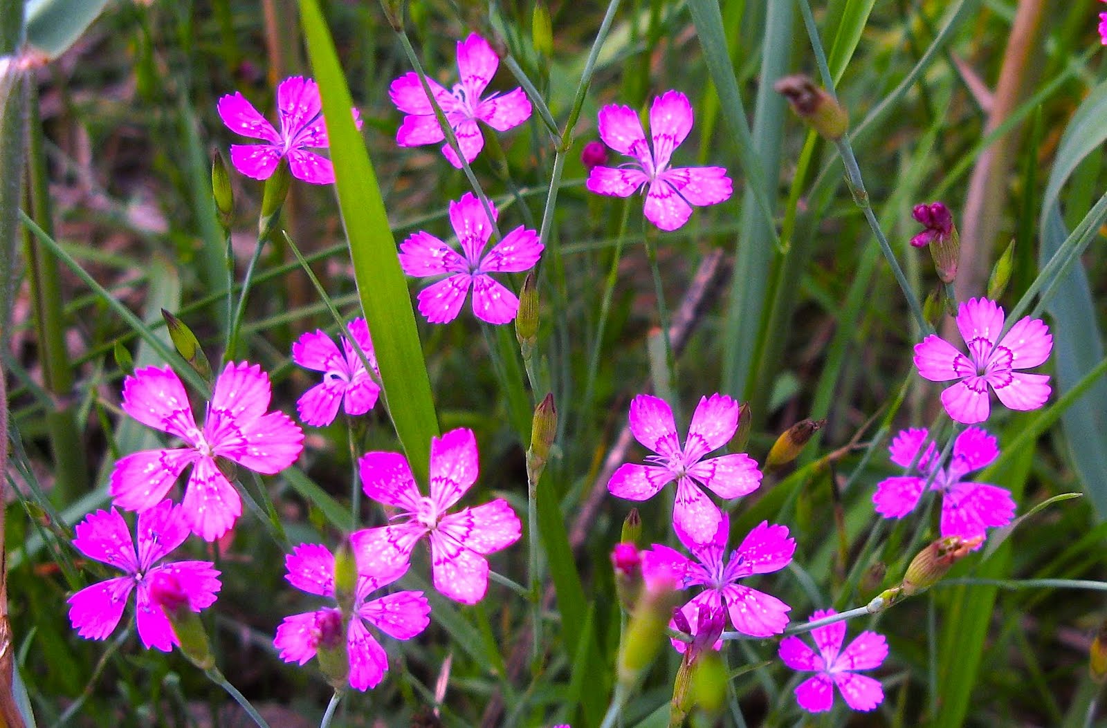 Saratoga woods and waterways Vineyard Wildflower Volunteers