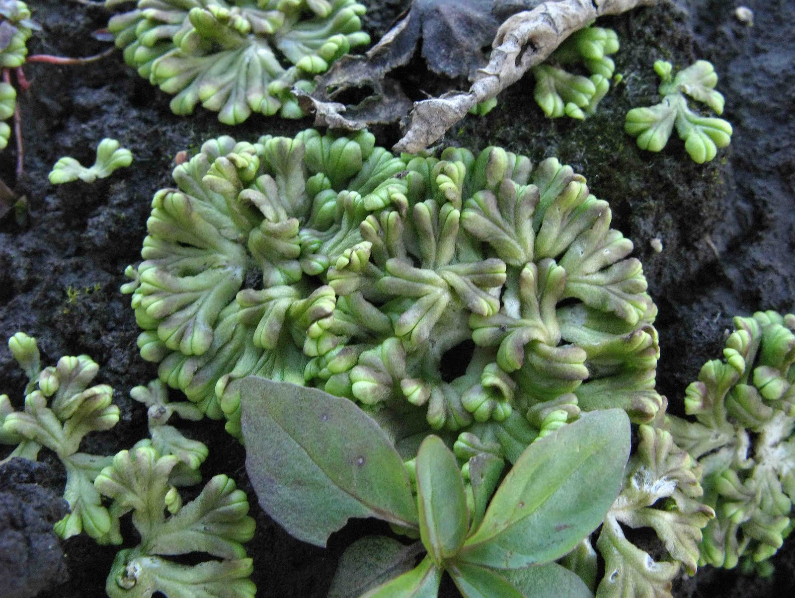 Saratoga woods and waterways Mud Pond is Mighty Muddy