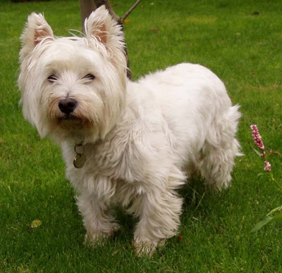 39Westies in Need' is a nonprofit organization that provides rescue and