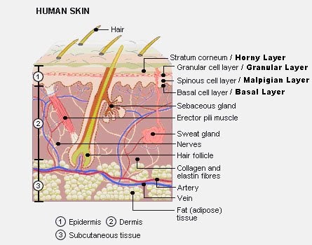 Blank Skin Structure Diagram - Diagram Media