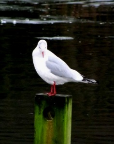 poser