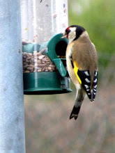 Goldfinch..