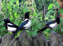 the pied pirates..