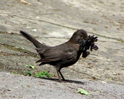 ' what am I shposhed t' do wi vish lot?!...'