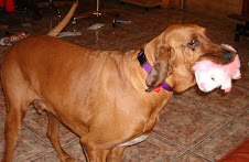 Maxi Moose