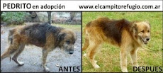 Antes - Después: adoptá a Pedrito