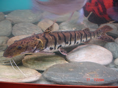 Tiger shovelnose catfish / Pseudoplatystoma Fasciatus